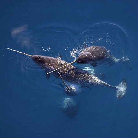 Images of Narwhals - Free The Ocean Narwhal Pictures, Sea Wildlife, Ocean Whale, Crazy Animals, Ocean Underwater, Manatees, Unusual Animals, Aquatic Animals, The Unicorn