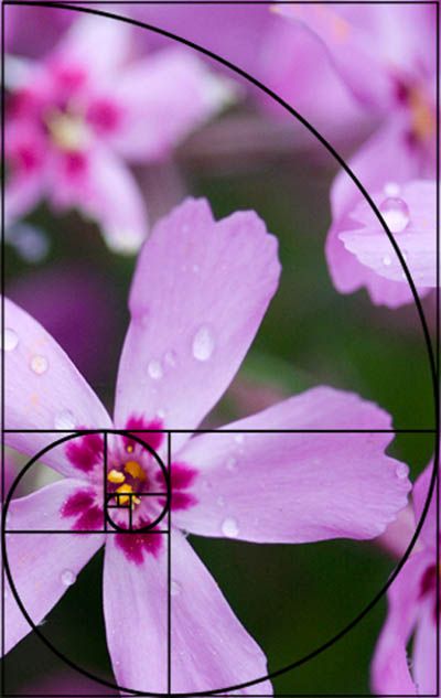 Golden phlox with spiral Golden Ratio Photography Pictures, Golden Ratio Flower, Fibonacci Spiral Photography, Photography Golden Ratio, Golden Ratio Examples, Golden Ratio Photography, Nature Fibonacci, Composition Golden Ratio, Spiral Composition