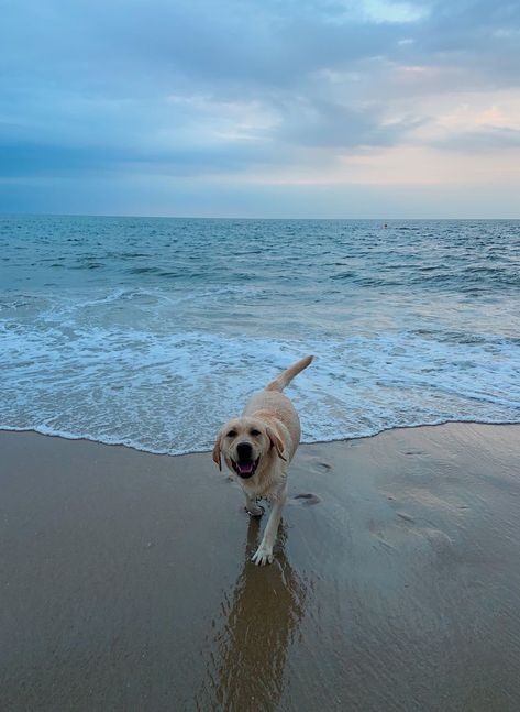 Dog Travel Aesthetic, Dogs Blue Aesthetic, Golden Lab Aesthetic, Travel With Dog Aesthetic, Dog Blue Aesthetic, Light Blue Sea Aesthetic, Light Blue Aesthetic Beach, Lab Dog Aesthetic, Light Blue Summer Aesthetic