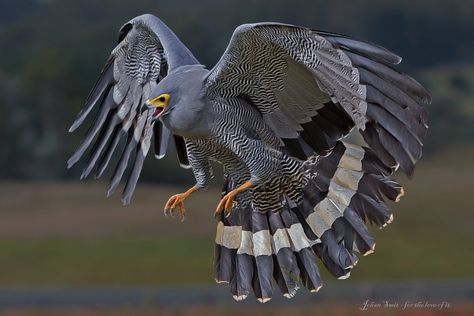 African Harrier Hawk Harrier Hawk, Amazing Animal Pictures, Interesting Animals, Kinds Of Birds, Pretty Animals, Big Bird, Pretty Birds, Birds Of Prey, Beautiful Creatures