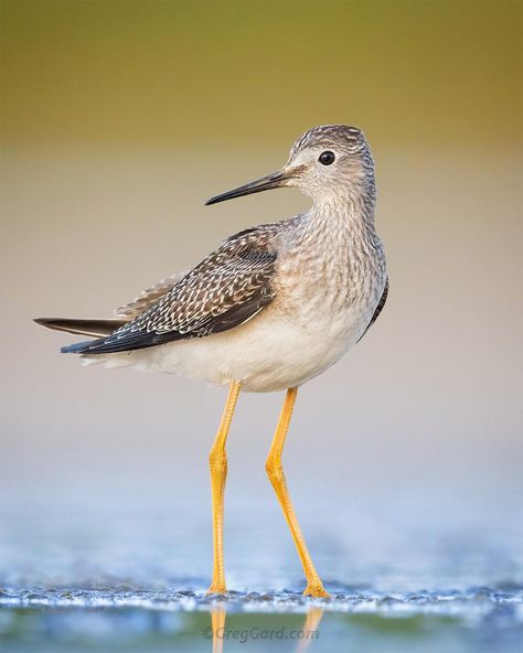 Greg Gard on Instagram: “Lesser Yellowlegs - New York  Planning a trip to NYC this Summer? Jamaica Bay is a great place to photograph migrating shorebirds. My guide…” Florida Birds, Birds Photos, Shore Birds, Trip To Nyc, Birds Design, Boat Art, Shorebirds, Planning A Trip, Pretty Birds