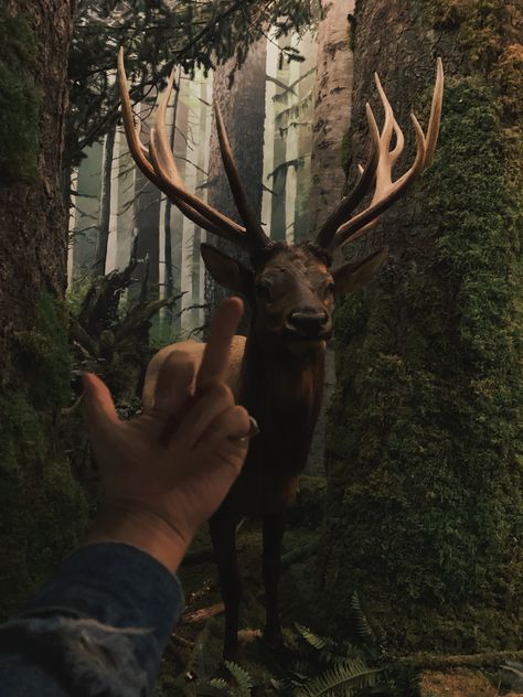 #nature #aesthetic #inspo #fashion #deer #jkloveyou #idontlikehashtags #kimdone Deer With Teeth, Buck Teeth Aesthetic, Deer Aesthetic Dark, Deer Satyr, Dear Aesthetic, Funny Deer Pictures, Remus And James, Deer Pfp, Deer Hound