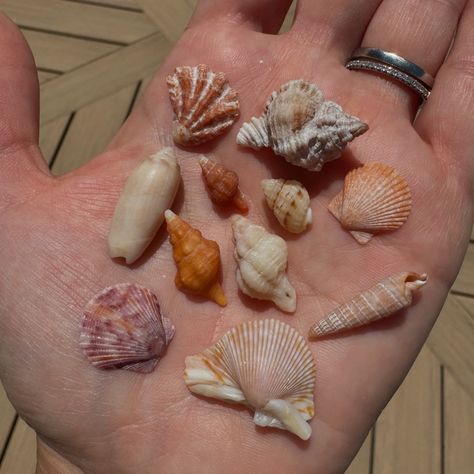 🥰🐚 Found lots of itty bitties today on Marco🐚🥰 can’t wait to shine these cuties up! Such a wonderful morning shelling and trying to relax with a 15 month old🤪🌞 Happy MDW friends🇺🇸 #shelling #marcoisland #tiny #islandlife #islandtime #treasurehunting #shells #sunshine #gulfofmexico #beach #puravida #livingthelife #happyday #sundayfunday 🫶🏼 Light Blue Aesthetic, Marco Island, Gulf Of Mexico, Treasure Hunt, Island Life, To Shine, Blue Aesthetic, Beach Day, Sea Shells