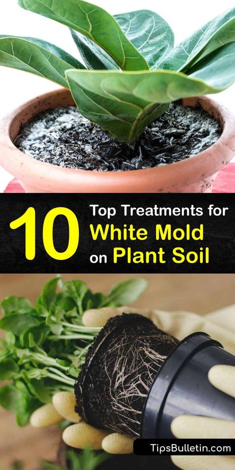 Mold Removal, Household Plants, Plant Pests, Plant Care Houseplant, Garden Hacks, Plant Fungus, Plant Hacks, Inside Plants, Growing Plants Indoors