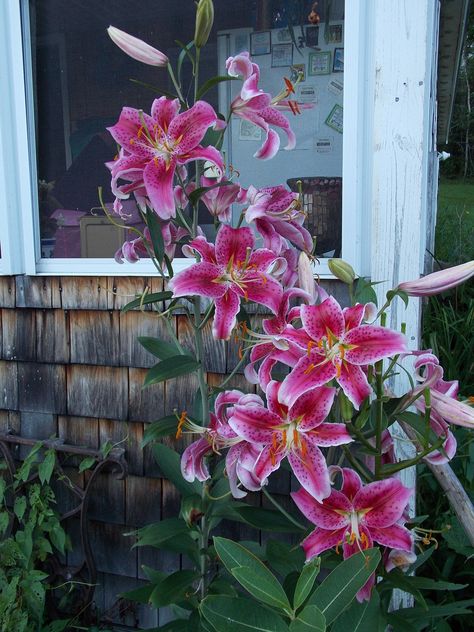 Star Gazer Lilies ....I want these tattooed on my right leg... Star Gazer Lilly Tattoos, Stargazer Lily Drawing, Star Gazer Lily Tattoo, Star Gazer Lilies, Stargazer Lily Tattoo, Star Lily, Photos Flowers, Stargazer Lily, Boquette Flowers