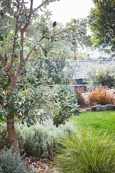 Native Garden Design, Native Garden Ideas, Sustainable Garden Design, Australian Garden Design, Australian Gardens, Australian Native Garden, Coastal Garden, Native Gardens, Design Backyard