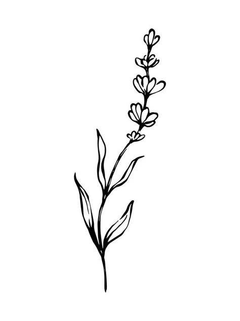 Lavender hand drawn black and white botanical illustration. Linear freehand drawing. How To Draw Lavender, Heather Illustration, Lavender Drawing, Lavender Illustration, Dining Room Murals, Heather Flower, Freehand Drawing, Plant Room, Flower Line Drawings