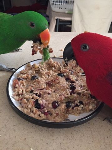 Parrot Treats, Parrot Treats Homemade, Birdie Bread For Parrots, Cockatiel Treats Homemade, Parrot Chop, Cockatoo Enrichment, Cockatiel Care, Diy Parrot Toys, Parrot Diet