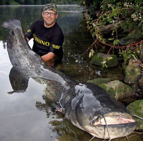 Huge fish and other sea creatures : theCHIVE Giant Catfish, Big Catfish, River Monsters, Giant Fish, Catfish Fishing, Giant Animals, Monster Fishing, Salt Water Fishing, Cool Fish