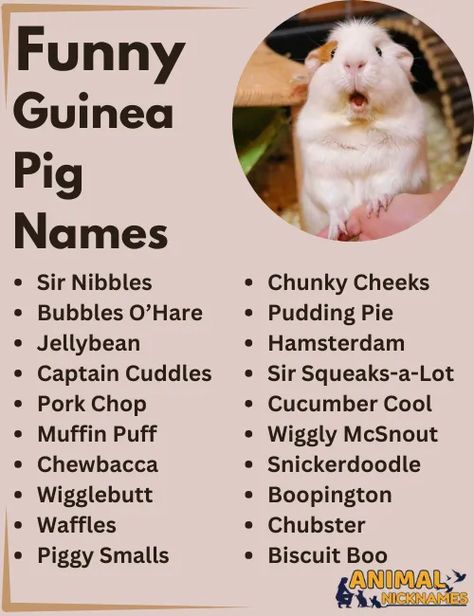 #FunnyGuineaPigNames
#HilariousPetNames
#GuineaPigHumor
#QuirkyAnimalNames
#GuineaPigLaughs
#FunnyPetNames Guinea Pig Names, Animal Nicknames, Pig Names, Unisex Names, Guinea Pigs Funny, Funny Names, Pig Lovers, Story Prompts, Guinea Pig