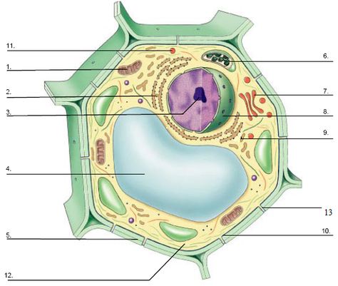 1. b) Eukaryotic Plant cell 2. c) Vacuole 3. b) Nucleus 4. c) Chloroplast 5. b) Mitochondrion 6. b) Cell wall 7. a) Rough Endoplasmic reticulam 8. d) Golgi apparatus 9. d) Vacuole 10. c) Vesicles 11. b) Plasma membrane 12. d) Nucleolus 13. c) Cytoplasm 14. c) Plasmodesmata 15. a) Smooth endoplasmic reticulam Edible Cell Project, Edible Cell, Plant Cell Diagram, Plant Cell Structure, Biology Test, Biology Diagrams, Cell Diagram, Animal Cells, Nerd Decor