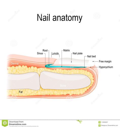 Nail Anatomy, Nail Disorders, Nail Tech School, Healthy Heart Tips, Integumentary System, Business Nails, Image Nails, Nail Courses, Anatomy Models