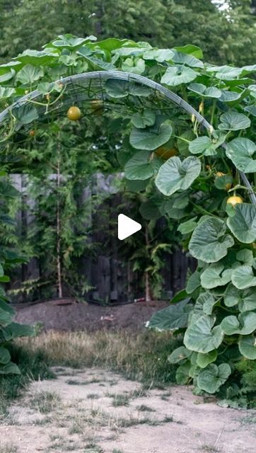 Tasha Medve | 🌿sustainable living on Instagram: "👇THE DETAILS👇of The pumpkin arch!🎃 my biggest surprise this year! The details: 🎃Hog paneling for the arch 🎃3 posts on each side (reused fence posts we had) 🎃5 pumpkin plants on each side (used @westcoastseeds MORANGA variety) an excellent cooking and decorative pumpkin 🎃I have runner beans and purple pole beans growing in the arch 🎃 we dug a 12 inch trench on each side and filled with @farmtogarden ultra fine soil (compost rich) 🎃started some indoors + direct sowed some) direct sow was way better and healthier! 🎃planted first week of June Inspired by @burchacres DM me any questions! #pumpkingrowing #pumpkins #growpumpkins #pumpkinarch #growyourownfood #sustainablehome #pnw" Pumpkin Arch Garden, Beans Growing, Pumpkin Arch, Pumpkin Plants, Dream Backyards, Decorative Pumpkin, Planting Pumpkins, Growing Pumpkins, Runner Beans