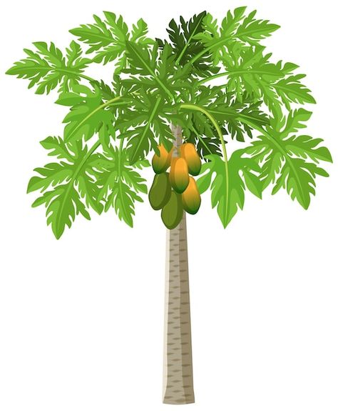 Jackfruit Tree, Papaya Tree, Fruit Bearing Trees, Cartoon Trees, Cartoon House, Tree Clipart, Green Screen Video Backgrounds, Tree Graphic, Cartoon Background