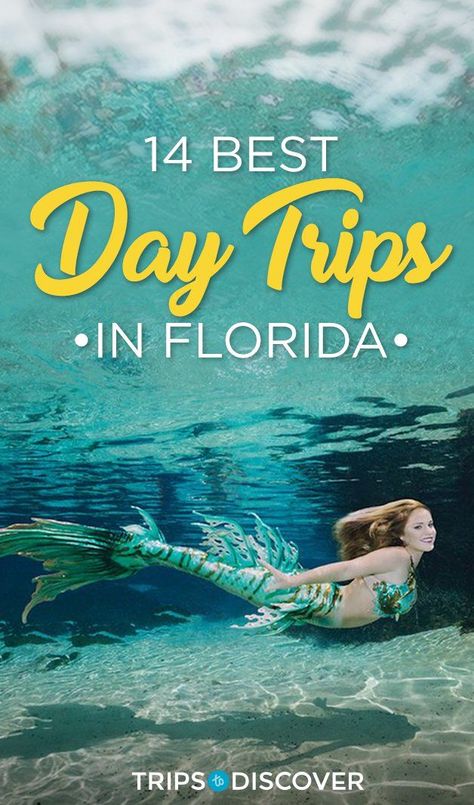 The 14 Best Day Trips in Florida Florida Attractions, Usa Roadtrip, Florida Adventures, Florida Destinations, Clearwater Florida, Visit Florida, Usa Travel Destinations, Universal Orlando, Florida Usa