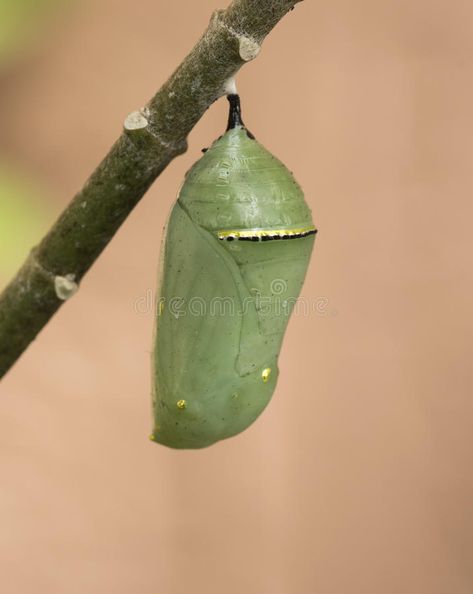 Peach Colored Background, Caterpillar Cocoon, Butterfly Hatching, Image Of Butterfly, Ladybug Larvae, Monarch Tattoo, Butterfly Chrysalis, Woolly Bear, Milkweed Plant