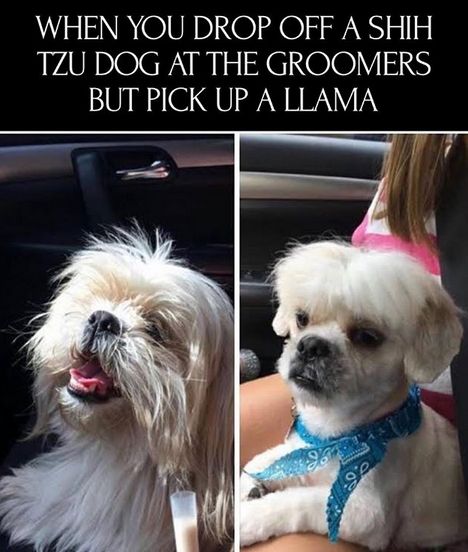 The 15 Funniest Shih Tzu Memes of the Day! | Page 2 of 3 | PetPress Shih Tzu Haircuts, Shih Tzu Grooming, Shitzu Puppies, Dog Poodle, Shih Tzu Funny, Shih Poo, Maltese Puppies, Grooming Tips, Memes Of The Day