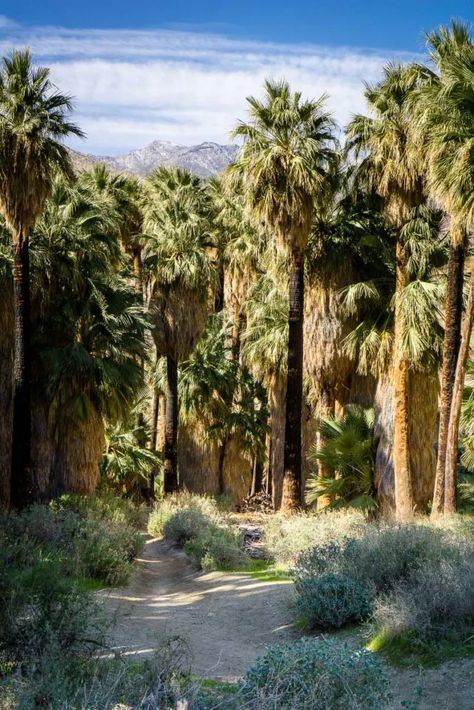 Indian Palm Canyon Trail - Palm Springs, California, United States Twentynine Palms, Digital Nomad Life, Palm Springs California, Palm Desert, Living Abroad, Trailer Park, Beauty Life, Photo Craft, California Travel