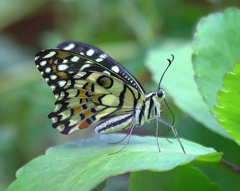 Butterfly Legs, Butterfly Park, Butterfly Face, Moth Caterpillar, Butterflies Flying, Beautiful Bugs, Butterfly Kisses, Butterfly Effect, Creepy Crawlies