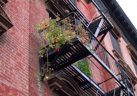 Apartment Therapy: 11 Garden Ideas to Steal from New York City Outdoor Stone Steps, Nyc Studio Apartments, Outdoor Stone, Gardening Techniques, Fire Escape, City Garden, Garden Tours, Apartment Garden, Easy Garden