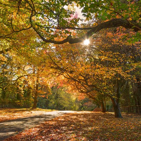 🇦🇺 Autumn (Mount Wilson, NSW, Australia) by Janine 🍂 Australian Photographers, Nsw Australia, Sydney, Good Morning, Country Roads, Australia, Photographer, Plants, Nature