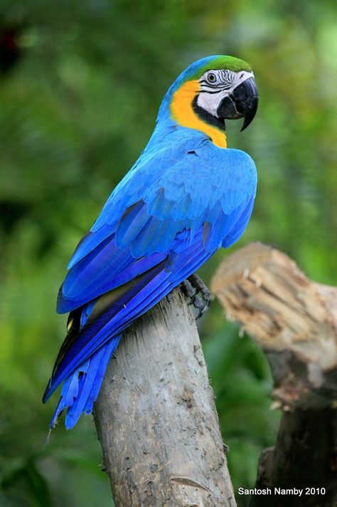 Wallpaper Dog Aesthetic, Animals And Pet Supplies, Blue Gold Macaw, Birds Drawing, Dog Tattoo Ideas, 10 Fun Facts, Wallpaper Dog, Blue Macaw, Aesthetic Dog