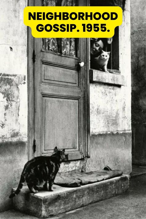 Sabine Weiss, Kitten Cuddle, Get Off My Lawn, Giant Fish, Cat Meeting, Old Paris, History Painting, History Of Photography, French Photographers