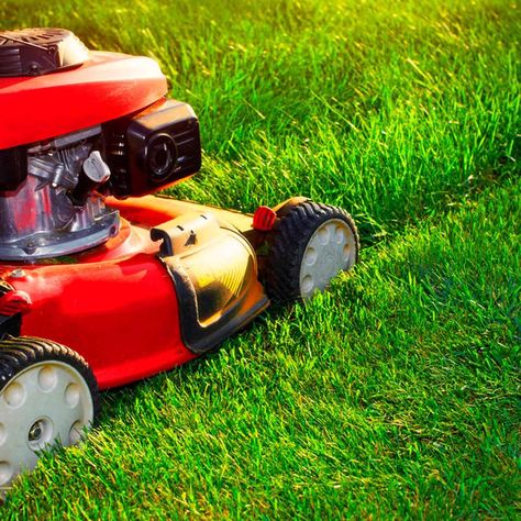 This Is the Most Efficient Way to Mow the Grass Geranium Care, Organic Lawn Care, Zoysia Grass, Decoration Beton, Euphorbia Milii, Lawn Mower Blades, Lawn Care Tips, Lush Lawn, Healthy Lawn