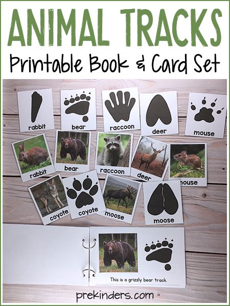 Animal Tracks Printable Book & Matching Cards. Perfect for a Pre-K, Preschool, or Kindergarten Animal Unit. Animal Experiences Preschool, Woodland Animals Kindergarten, Forest Animal Silhouette Free Printable, Wolves Preschool Activities, Biomes Preschool Activities, Park Ranger Preschool Activities, Woodland Crafts Preschool, Forest Habitat Activities, Woodland Creatures Crafts For Preschool