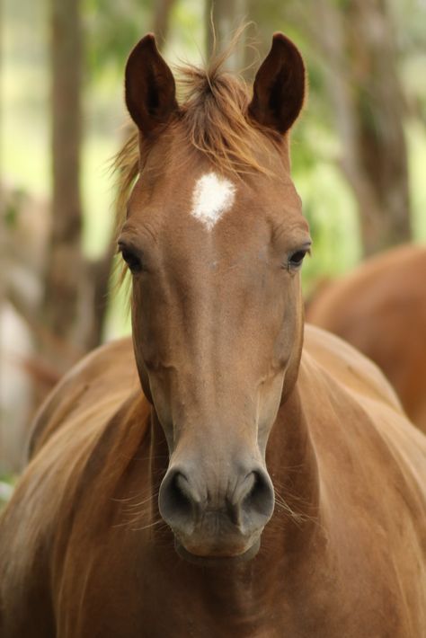 Nice Photo Of This Brown Horse Face .. #horsephotography, #horsebestpicture, #mostbeautifulhorse, #horsephotoshoot, #horsepretty addict, #horse, #horselove, #horsepictures,#horsepower,#cute, #happyhorse Steampunk Character, Horse Poster, Painted Horses, Horse Profile, Horse Anatomy, Horse Posters, Horse Animal, Most Beautiful Horses, Horse Face