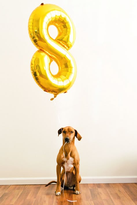 Dog holding balloon. Dog Birthday Party Photo Shoot, Dog Birthday Shoot, Dog Birthday Photoshoot Ideas At Home, Dog Birthday Picture Ideas, Cat Birthday Photoshoot, Dog First Birthday Pictures, Birthday Dog Pictures, Third Birthday Photoshoot, Dog Birthday Photoshoot Ideas