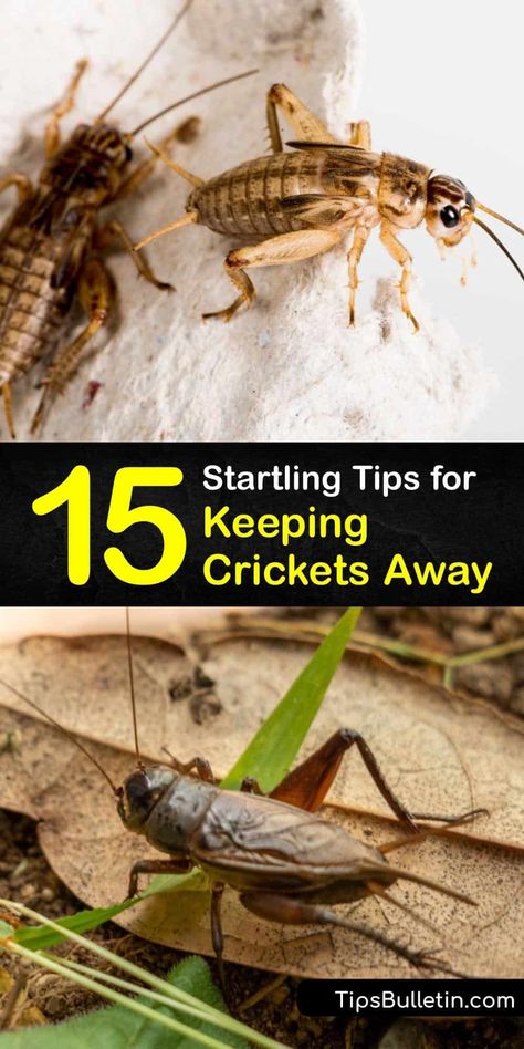 Does your area have a large number of cave crickets or field crickets? Has a spider cricket or camel cricket infestation got you worried about warm weather? It’s time to learn the best tips for cricket control so you can take back your yard and enjoy your summer. #prevent #crickets #repel How To Keep Crickets Out Of House, Cricket Repellent Diy, Crickets Insect, Cricket Repellent, Cricket Trap, Getting Rid Of Crickets, Cricket Bug, Household Bugs, Front Yard Flower Bed