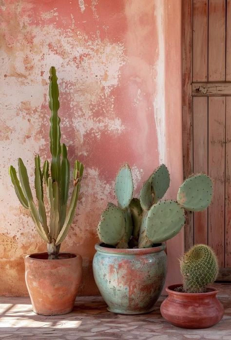 Cactus In Pots Outdoor, Trash Wall, Indoor Cactus Garden, Cacti Garden, Mexican Garden, Wisteria Tree, Indoor Cactus, Cactus Pot, Surf Shack