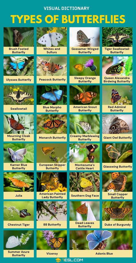 Names Of Butterflies, Butterfly Board, Butterfly Identification, Glasswing Butterfly, Butterfly Facts, Butterfly Garden Plants, Types Of Butterflies, Gossamer Wings, Visual Dictionary