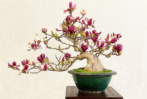 Japanese Magnolia, Bonsai Tree Types, Bonsai Wire, Magnolia Gardens, Dark Purple Flowers, Bonsai Soil, Tree Seedlings, Flame Tree, Magnolia Tree