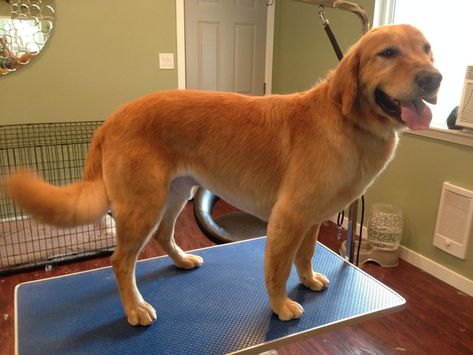 Golden Retriever Haircut Golden Retriever Haircut Styles, Shaved Golden Retriever, Golden Retriever Grooming Styles, Golden Retriever Haircut, Perros Chow Chow, Golden Retriever Grooming, Perros Golden Retriever, Golden Retriever Owner, Chien Golden Retriever