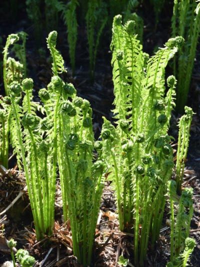 Fern Landscaping, Ostrich Ferns, Edible Ferns, Ferns Care, Ferns Garden, Shade Gardens, Fern Plant, Retail Market, Woodland Garden