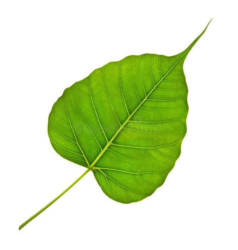 Green bodhi leaf vein. White background , #Ad, #leaf, #bodhi, #Green, #background, #White #ad Bodhi Leaf, Banana Breakfast, Background White, Breakfast Smoothie, Nature Images, Green Background, Botany, Surfboard, Watercolor Painting