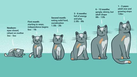 when do cats stop growing Funny Cat Names, Draw Cats, Social Project, Cat Health Problems, Cat Tips, Creative Origami, Cat Shampoo, Giant Cat, Adventure Cat