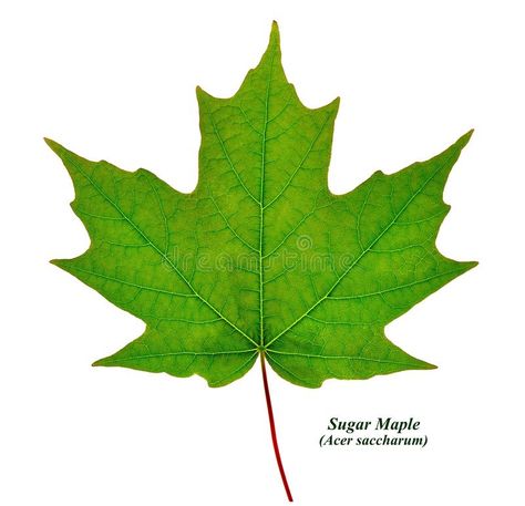 Sugar Maple Leaf Isolated. A Sugar Maple leaf along with its common and Latin na , #spon, #Isolated, #leaf, #Leaf, #Sugar, #Maple #ad Austin Tattoo, Maple Syrup Labels, Journey Tattoo, Sugar Maple, Doodle Inspiration, Maple Tree, New Leaf, Diy Art Painting, Bottle Design