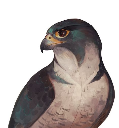 Falcon Drawing Reference, Aarakocra Eagle, Hawk Art, Falcon Concept Art, Falcon Fantasy Art, Falcon Reference, Egyptian Falcon Drawing, Falcon Illustration, Peregrine Falcon Art