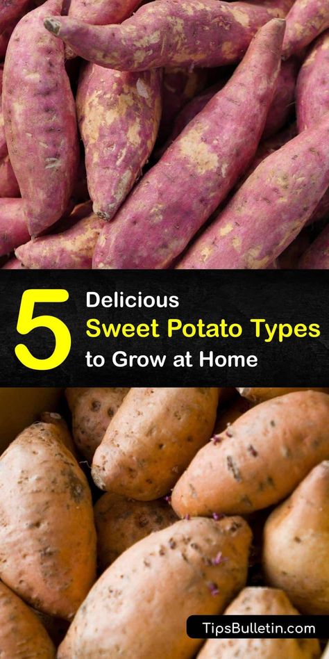 Red Sweet Potatoes Recipe, Types Of Sweet Potatoes, Dehydrate Recipes, Potato Types, Potato Towers, Orange Vegetables, Red Sweet Potato, Sweet Potato Varieties, Home Types