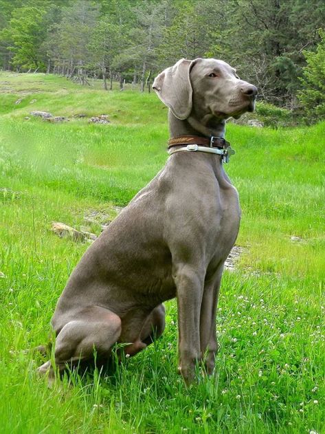 Weimaraner Weimaraner Puppies, Beautiful Dog Breeds, All Breeds Of Dogs, Weimaraner Dogs, Cute Dog Photos, Ghost Dog, Most Popular Dog Breeds, Family Dog, Hunting Dog