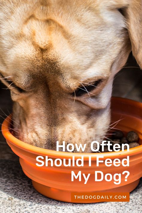 How Much To Feed Your Dog, How Much Should I Feed My Dog, Dog Feeding Schedule, Feeding Puppy, Puggle Dogs, Canned Dog Food, Dog Best Friend, Dog Information, Feeding Time