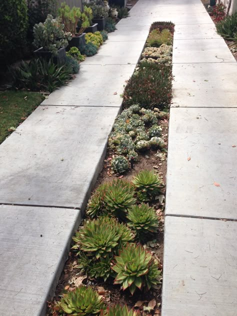 Driveway strip in WG Driveway Strip Landscaping, Driveway Side Landscaping, Green Driveways, Driveway Strip, Ribbon Driveway, Driveway Planting, Green Driveway, Shared Driveway, Grass Driveway