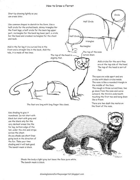 How to Draw Worksheets for The Young Artist: Printable How To Draw A Ferret Worksheet A Ferret, Nature Sketch, Drawing Supplies, Poses References, Animal Sketches, Arte Animal, Drawing Lessons, 영감을 주는 캐릭터, Drawing Tips