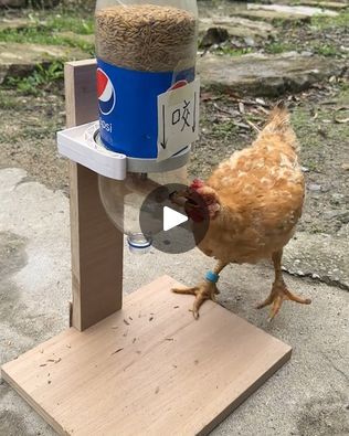 Sheep Feeder Diy, How To Make A Chicken Feeder, Chicken Self Feeder Diy, Animal Feeders Diy, Diy Chicken Feeder Ideas, Diy Chicken Grit Feeder, Hanging Chicken Feeder Ideas, Waterproof Chicken Feeder, Rodent Proof Chicken Feeder