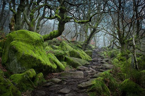 Padley Gorge, Peak District, UK Path In The Woods, Moss Covered, Beautiful Roads, Forest Path, Peak District, Alam Yang Indah, Magical Places, In The Woods, Beautiful World