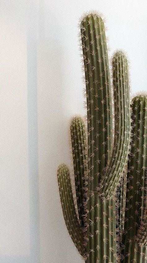 Beige Photography, Wallpaper Western, Cactus Aesthetic, Black Binder, Zen Aesthetic, Tiny Garden Ideas, Plain Wallpaper Iphone, Cactus Pictures, Cute Wallpapers For Ipad