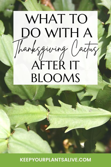 Have the flowers faded from your Thanksgiving cactus? Discover the essential steps to follow after your Thanksgiving cactus blooms! Thanksgiving Cactus Care Tips, Thanksgiving Cactus Care, Christmas Cactus Flower, Cactus Fruit, Garden Tips And Tricks, Christmas Cactus Care, Christmas Cactus Plant, Easter Cactus, Thanksgiving Cactus